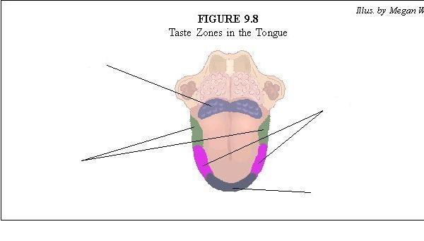 Advanced Biology: Olfaction And Olfactory System Quiz - Quiz