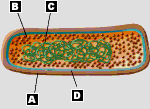 Fundamentals Of Microbial Physiology And Cell Structures Quiz - Quiz