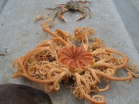 Brittle Stars - Flashcard