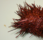 Sea Urchins - Flashcard