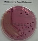 Metcalf Micro Lab Practical 2 - Quiz