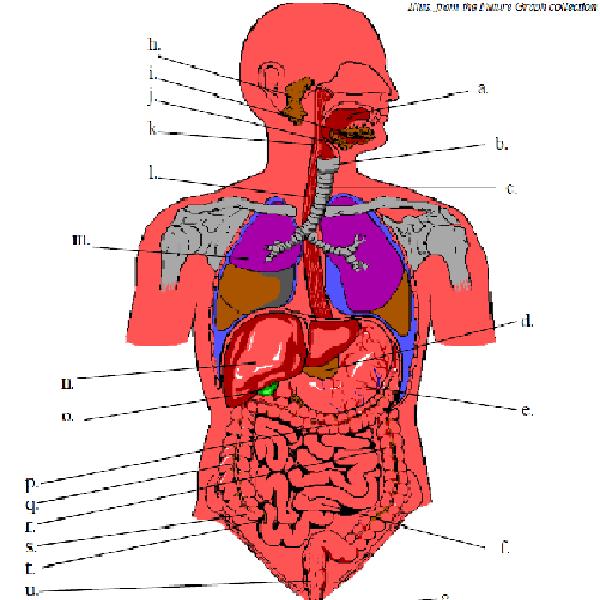 Advbio M13l1 - Quiz