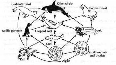 AMONG ALL OF THE FOOD CHAINS, THE ORGANISMS A... - Flashcard