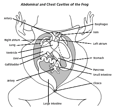 Explain the Anatomy and Physiology of Frog Body Part Flashcards - Flashcards