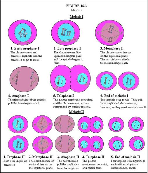 Adv.BioM16L1 Part 2 - Flashcards