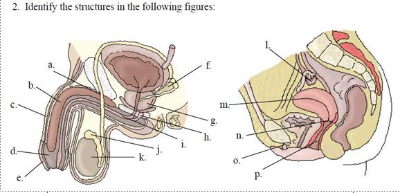 Adv.Biom16 Review - Quiz