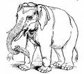 Elephant - Flashcard