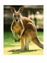 Kangaroo - Flashcard