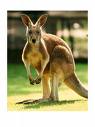 Kangaroo - Flashcard