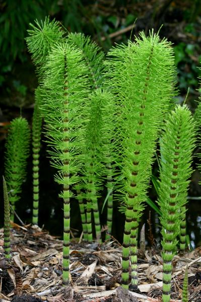 Conifers and Ferns - Flashcards