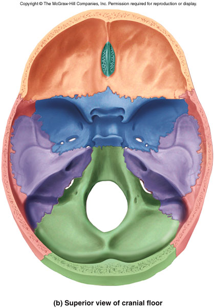 Foramen Magnum - Flashcard