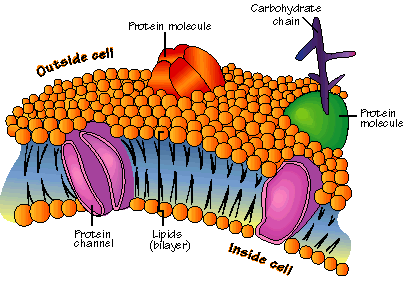 Plant Cell Organelles Name - Flashcards