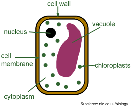 Cell Wall - Flashcard