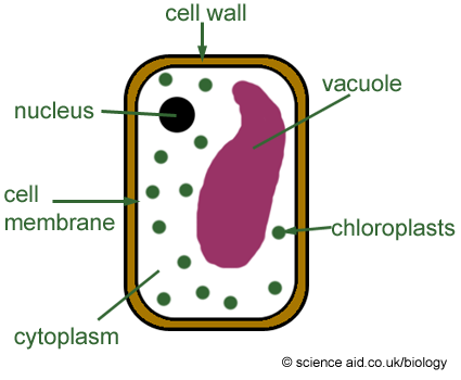 Chloroplasts - Flashcard
