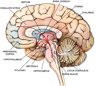 Dixie State Anatomy Lab Test 2 - Flashcards