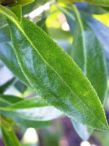 Botanical Name:  Myoporum LaetumCommon N... - Flashcard