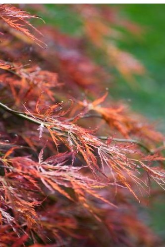Botanical Name: Acer Palmatum   Cv.... - Flashcard