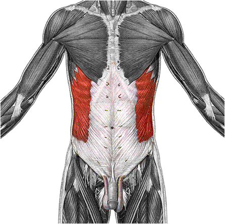 What Is This Muscle?What Is Its Origin And In... - Flashcard