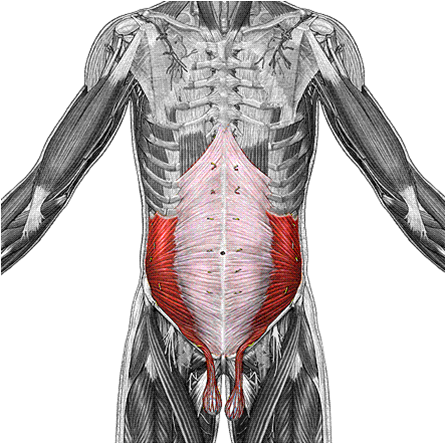 What Is This Muscle?
What Is Its Origin And ... - Flashcard