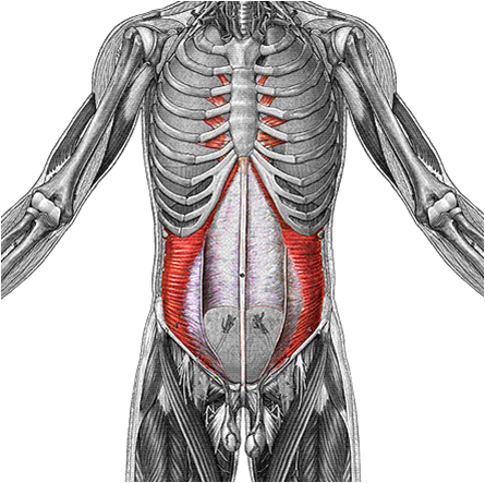 What Is This Muscle?
What Is Its Origin And ... - Flashcard