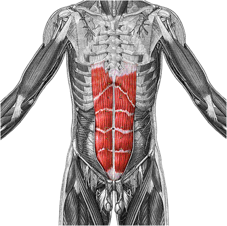 What Is This Muscle?
What Is Its Origin And ... - Flashcard