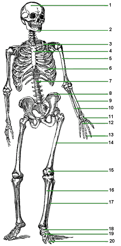 SKELETAL SYSTEM - Flashcards