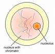 Phase Of Mitosis - Flashcard