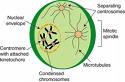 Phase Of Mitosis - Flashcard