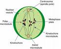 Phase Of Mitosis - Flashcard