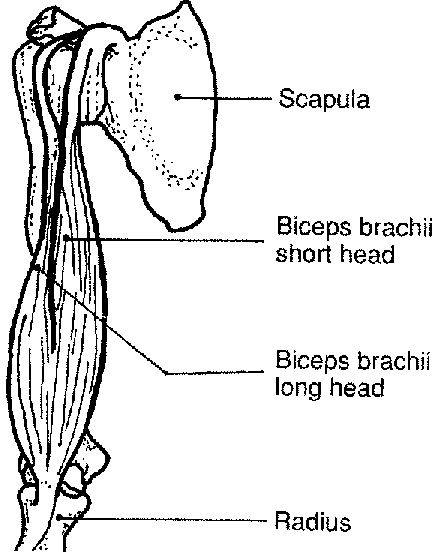 Biceps Brachii - Flashcard