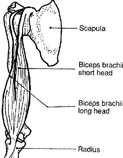 Muscles of the Upper Appendicular Region (Arm and Forearm) - Flashcards