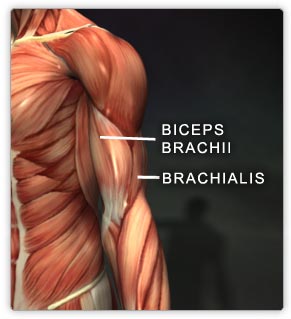 Brachialis - Flashcard
