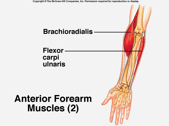 Brachioradialis - Flashcard