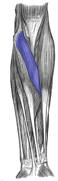 Pronator Teres - Flashcard