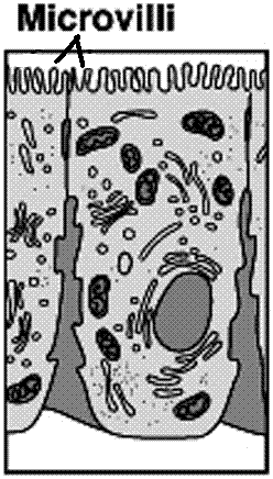 Microvilli - Flashcard