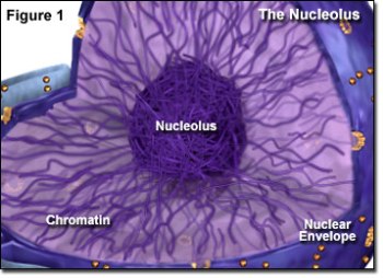 Nucleolus - Flashcard