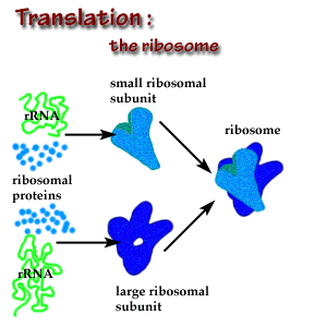 Their cell. Smal Ribosomal subunit Proteins Gel. Common Pool Ribosomal subunits in cytosol.
