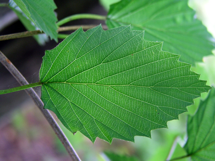 What Is This Tree? - Flashcard