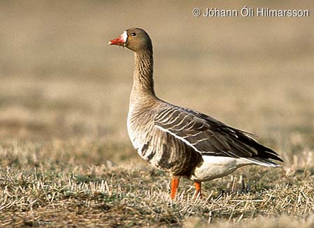 Anseriformes
Anatidae - Flashcard