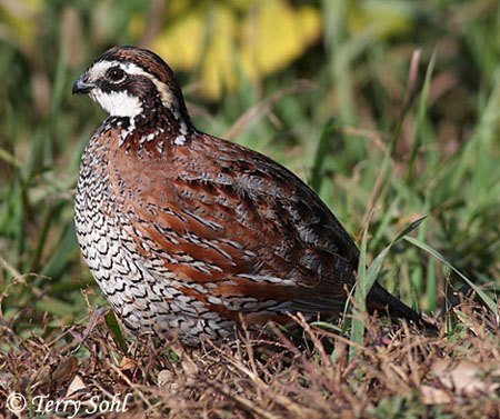 Galliformes
Odontophoridae
  - Flashcard