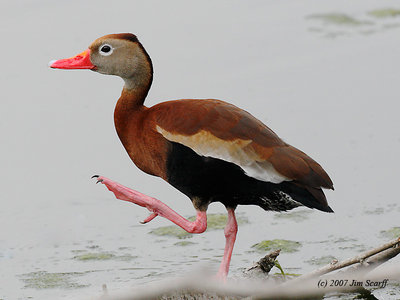 Anseriformes
Anatidae - Flashcard