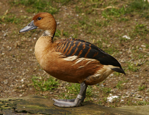 Anseriformes 
Anatidae - Flashcard