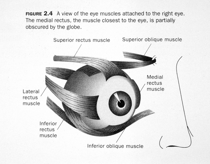 Visual Neuroscience (Lecture 1 -- The Eye) Flashcards - Flashcards