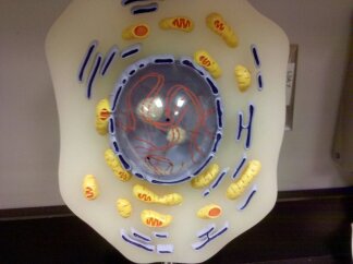 Practical 1 Study Sheet- Cell Organelles - Quiz