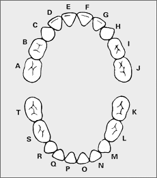 Primary Tooth Dentition - Flashcards