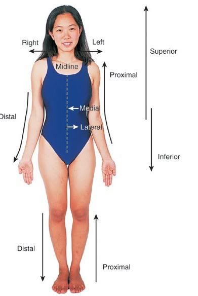 In This Position, The Body Is Upright, Facing... - Flashcard