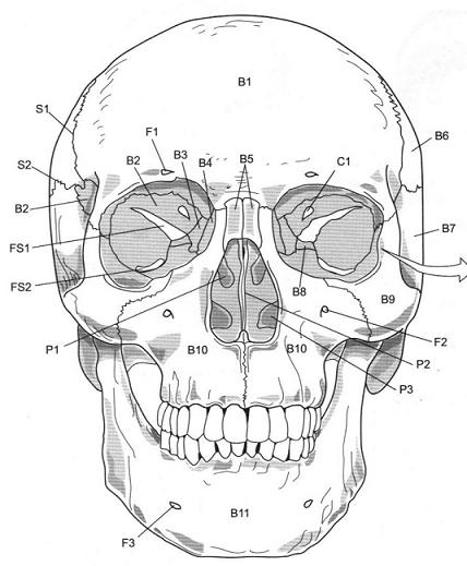 Define the Following Views and Points of Axial Skeleton in Skull Flashcards - Flashcards