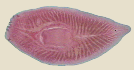Genus Of Flatworm Shown Here - Flashcard