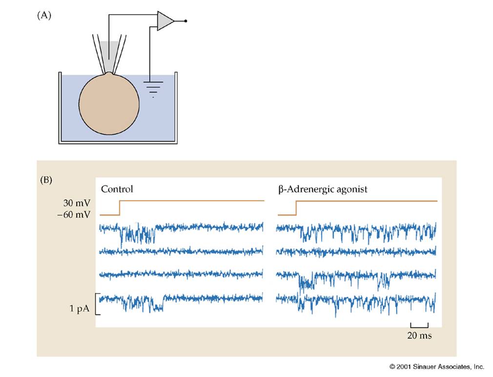 Indirect Mechanisms Of Synaptic Transmission - Quiz