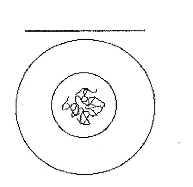 Cell Division - Quiz